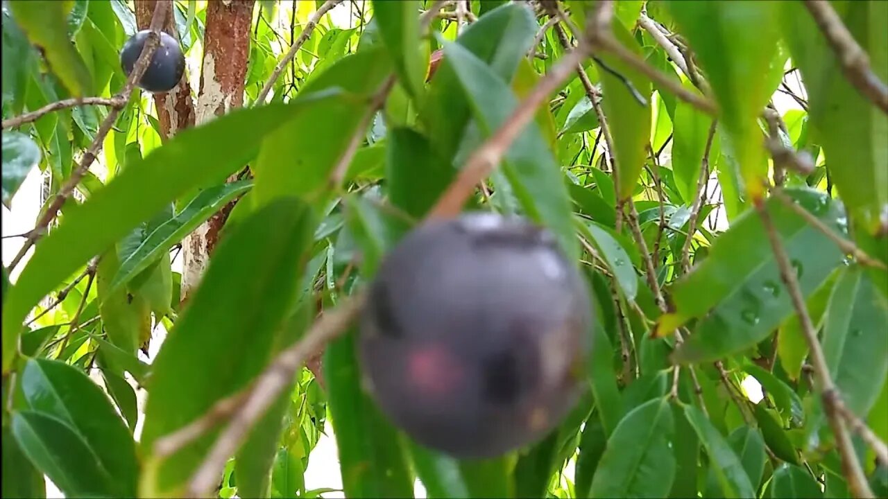 jabuticaba azul (myrciaria vexator) exótica colheita degustação e preço