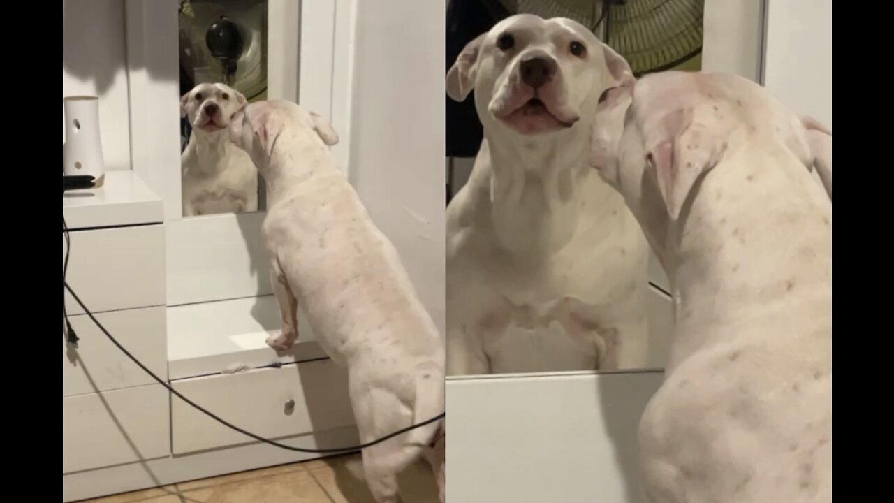 Pitbull reaction to looking in the mirror after gaining lbs