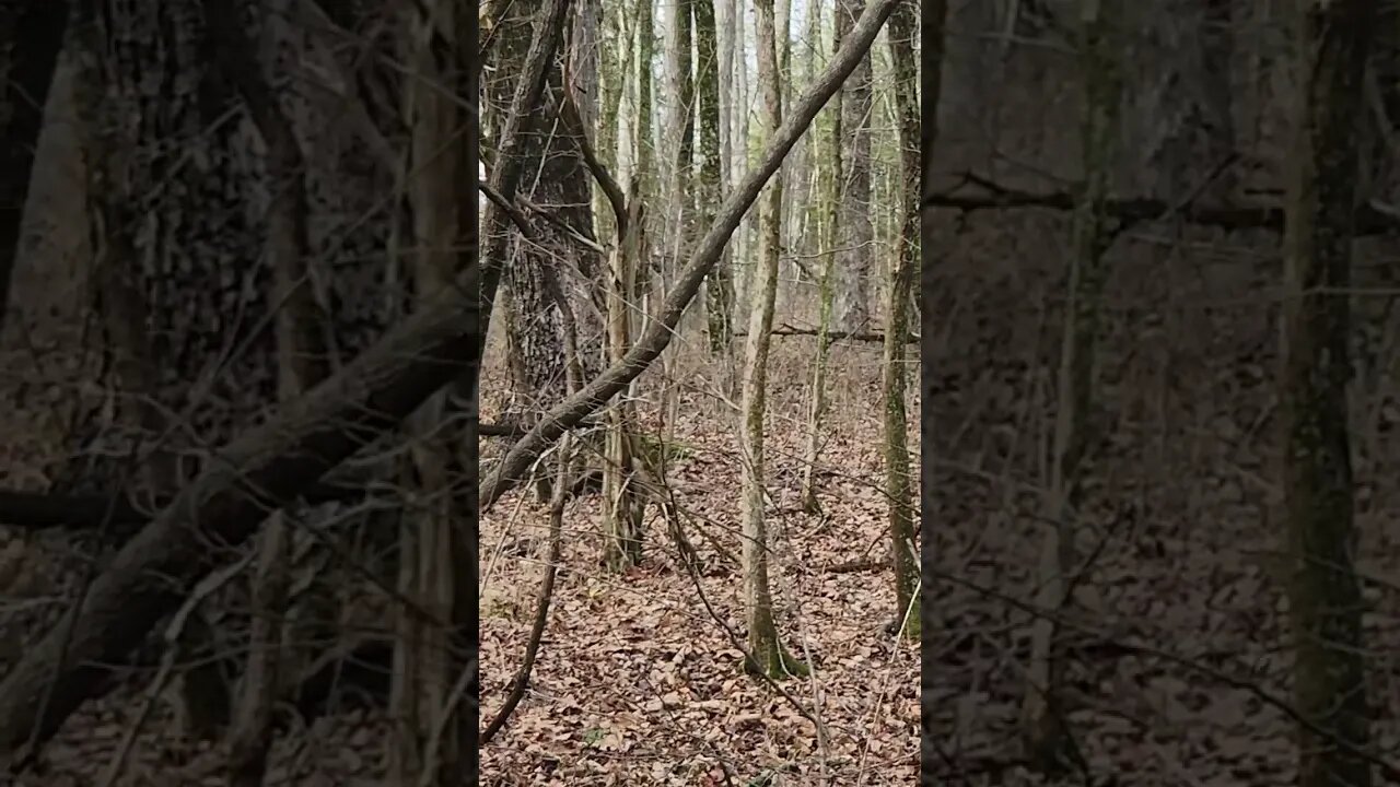Big Buck Sneaking Through the Woods @UncleTimsFarm #kärnəvór