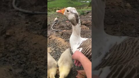 Visit with goose family