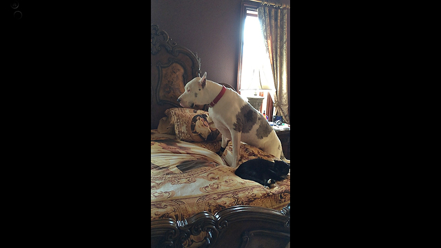 Cat Is Not Bothered At All When Great Dane Climbs On The Comfy Bed