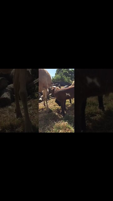 Little big planet live