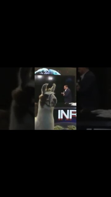 Alex Jones Now Has The Powers of Llamas!