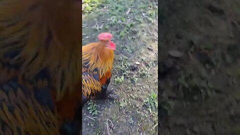 Good Morning Pretty Rooster