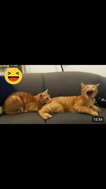 Funniest Cat watching boxing after match reaction Must watch | Super Funny
