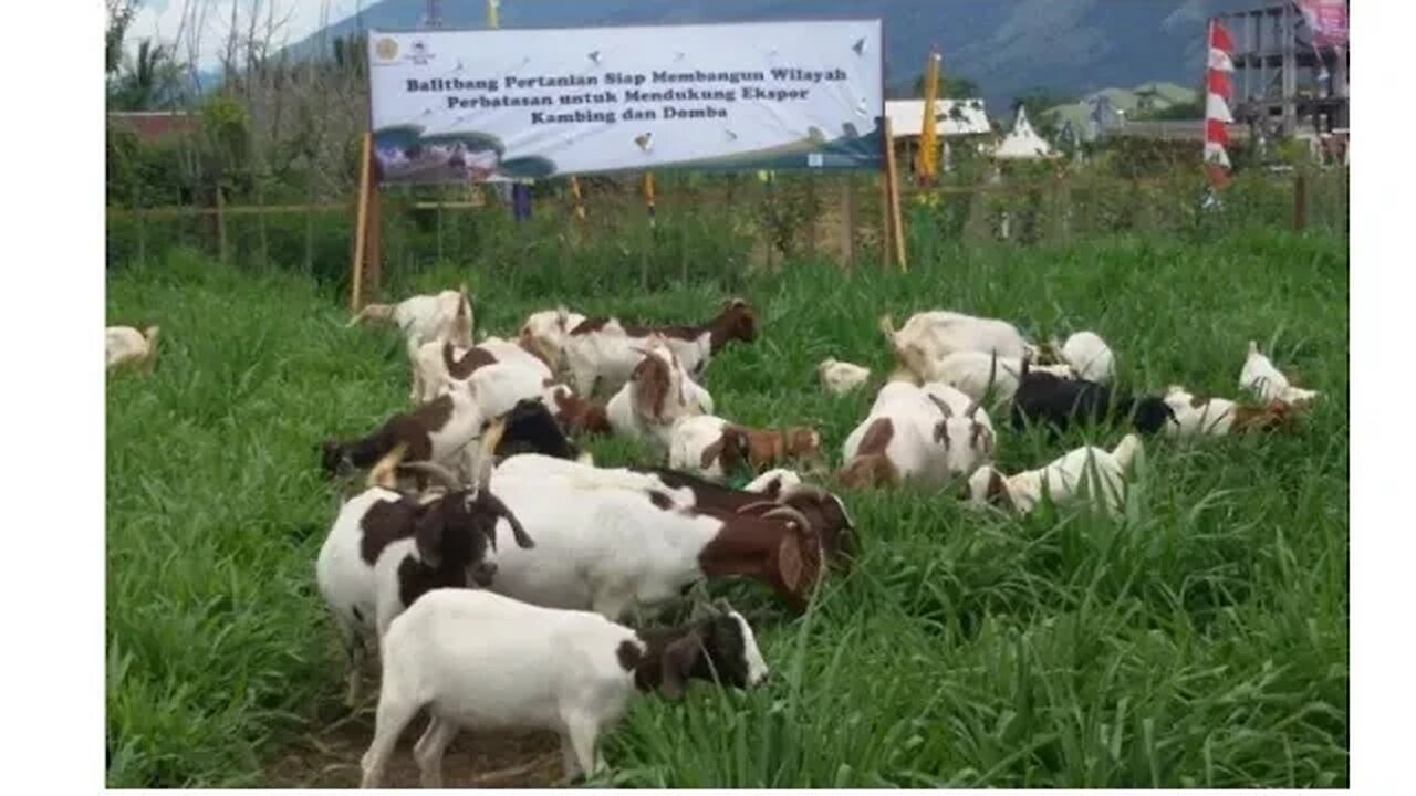 Kambing Boerawa dan Boerka