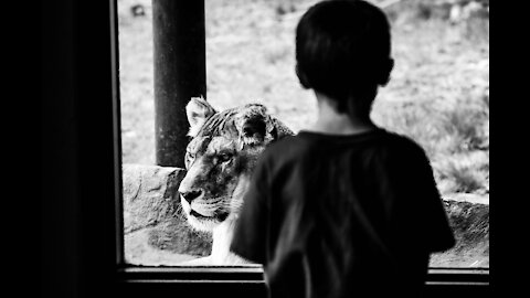 Funny KIDS and ANIMALS at the ZOO!