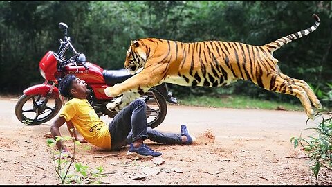 Tiger Attack Man in Forest Tiger Attack Fun Made Movie part - 2.