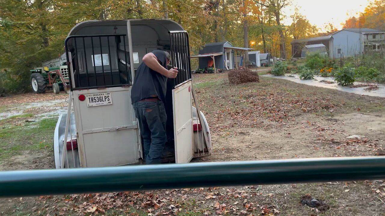 Leading FEROCIOUS BULL Off of Trailer #homestead Chamberlin Family Farms “Naturally Good”