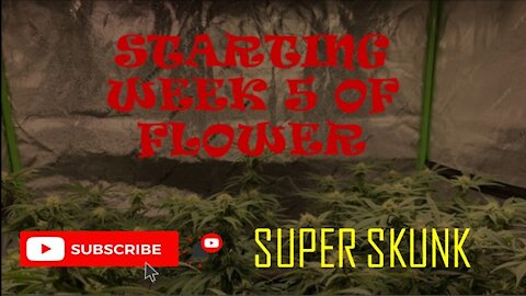 Starting Week 5 Of Flower of Super Skunk