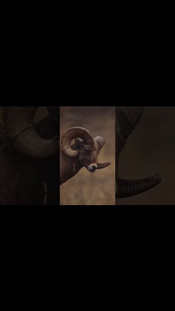 the best animal in the world