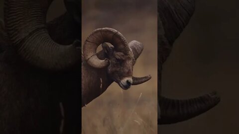 the best animal in the world