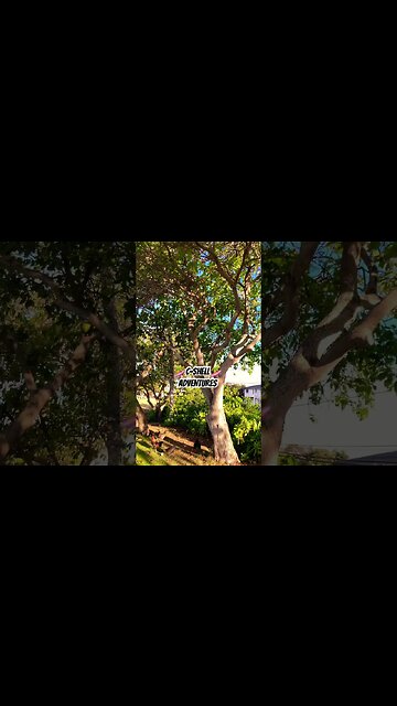 🌈POʻIPŪ BEACH RAINBOW MORNING 🌈