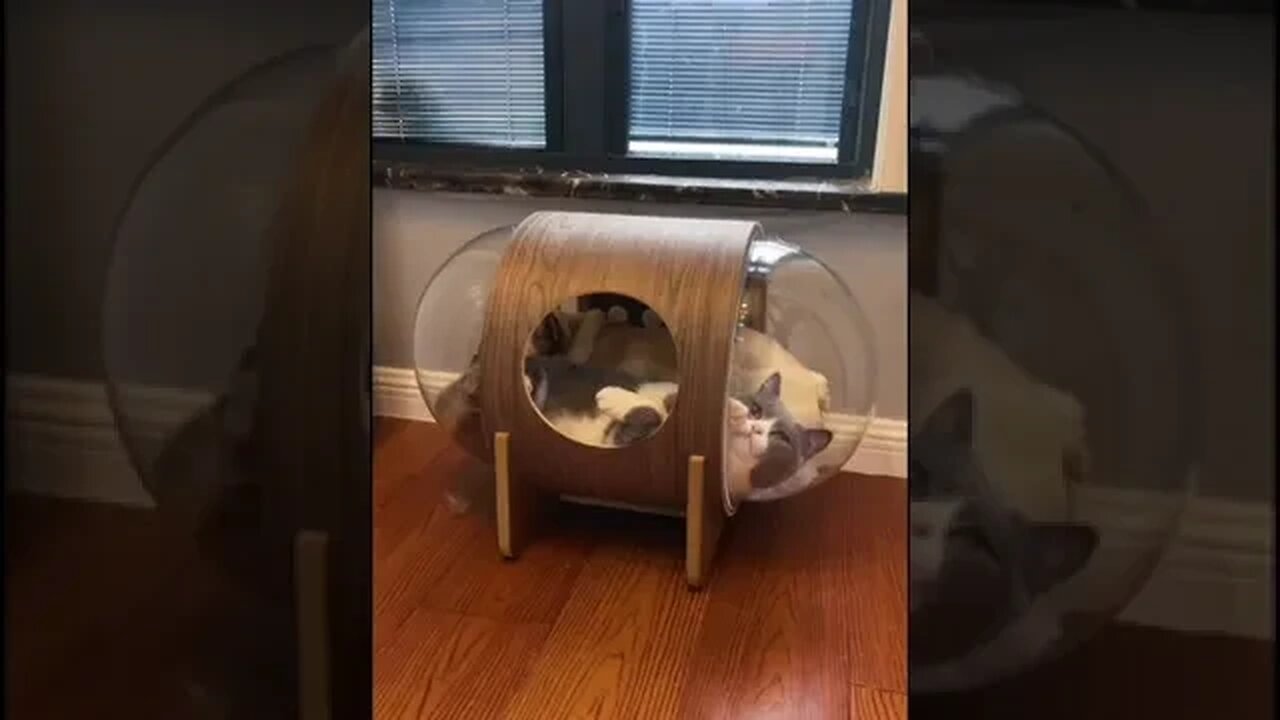cute and funny dog #shorts
