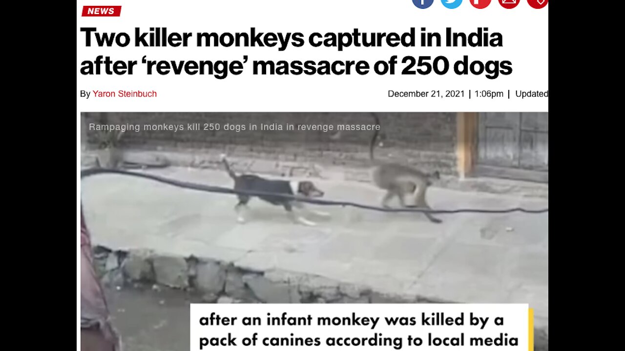 Monkeys ATTACK Dogs in India : The TJ Evans Show