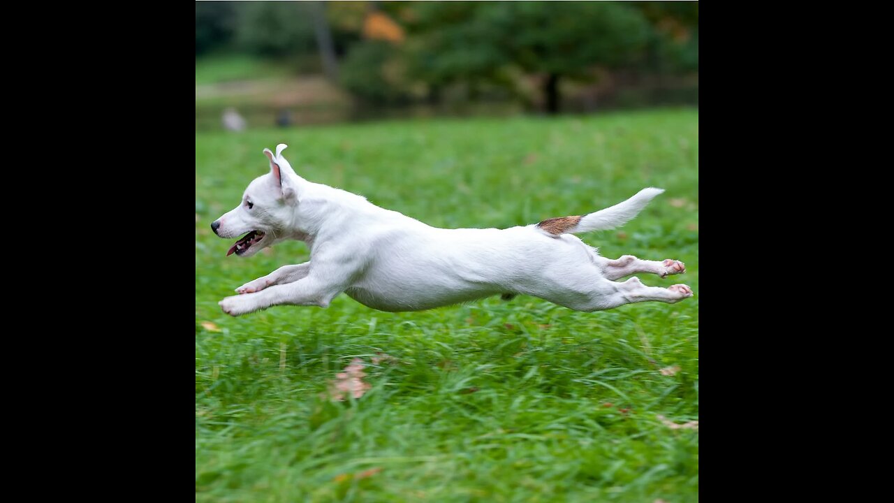 Why Does Your Dog Do the Zoomies ? Unleashing the Fun !