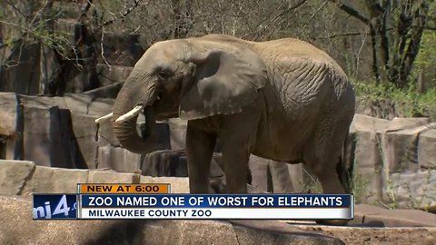 Milwaukee County Zoo listed by group as top-10 worst for elephants