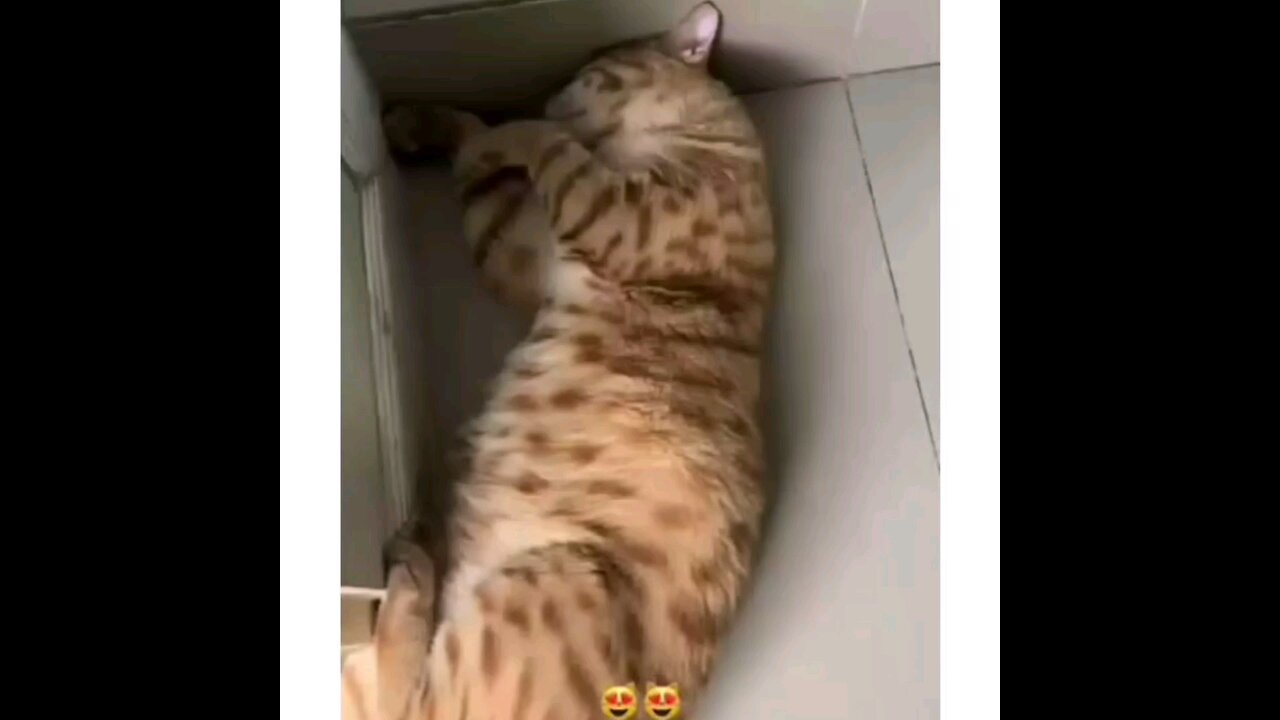 oye funny cat🙈🤣interesting video