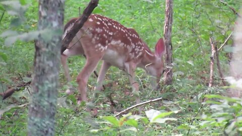 battlefield wildlife: Chickamauga National Military Park