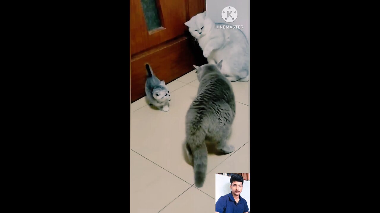 beautiful cat 😺😍