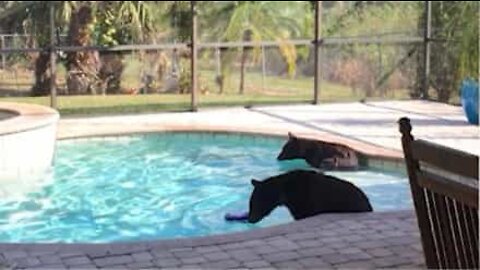 Ursos divertem-se numa piscina na Flórida