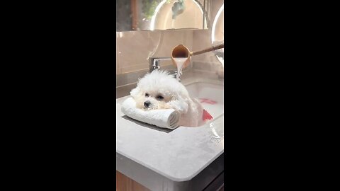 satisfying dog bath