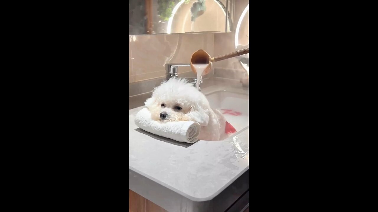satisfying dog bath