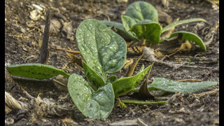 1 Corinthians 15, The Apostle Paul and Spinach Photography