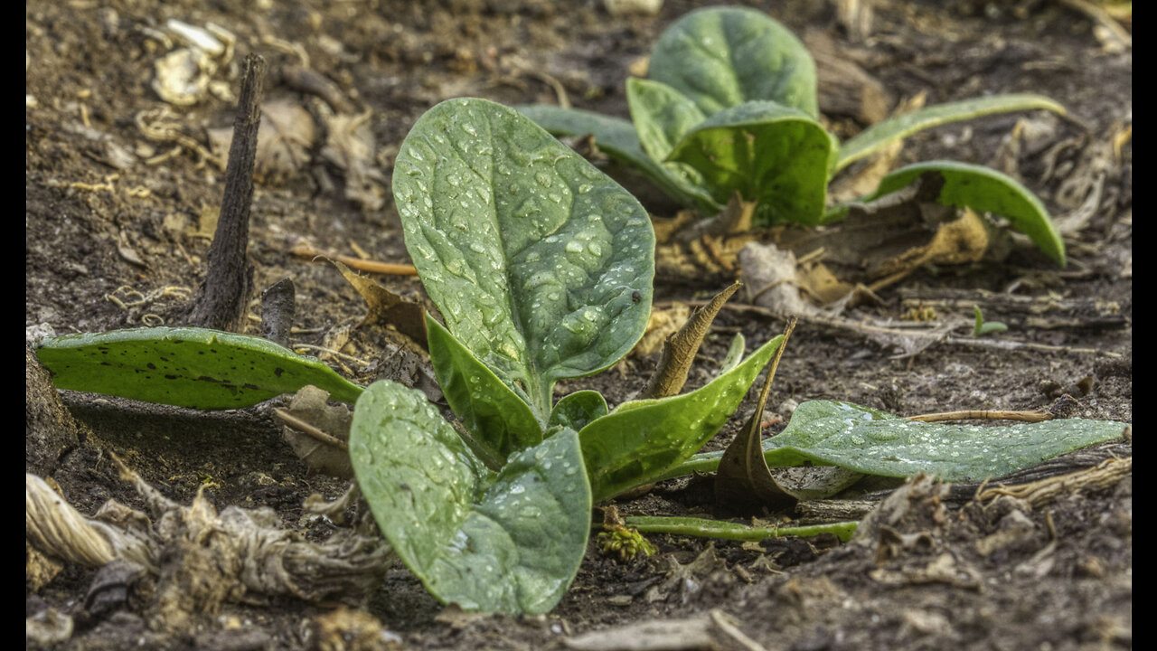 1 Corinthians 15, The Apostle Paul and Spinach Photography