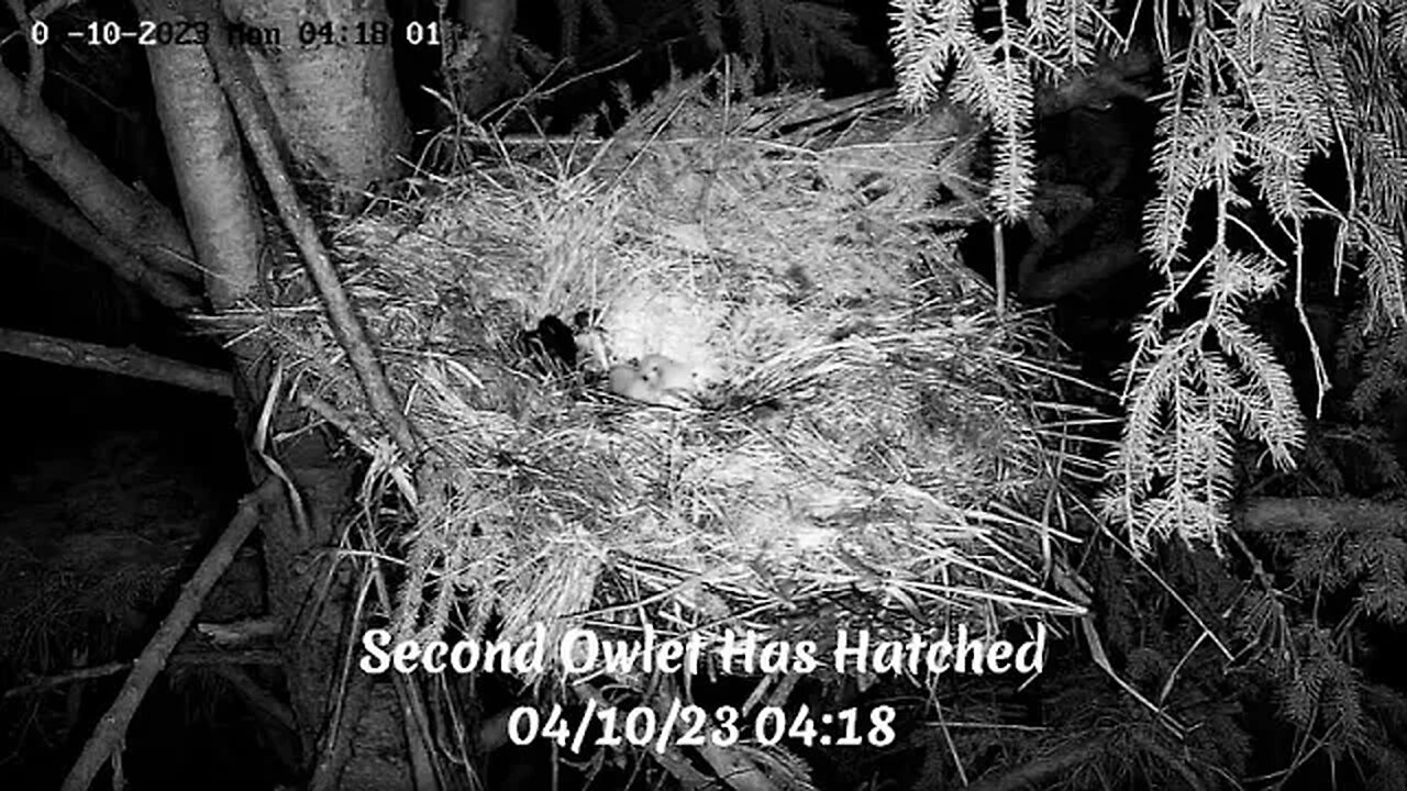 Second Owlet Has Hatched 🐥🐣🥚 04/10/23 04:15