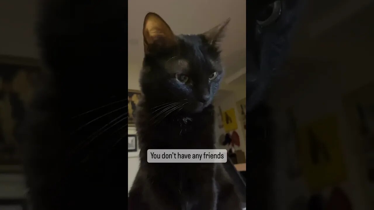 Cat speaks like Smeagol from Lord of the rings