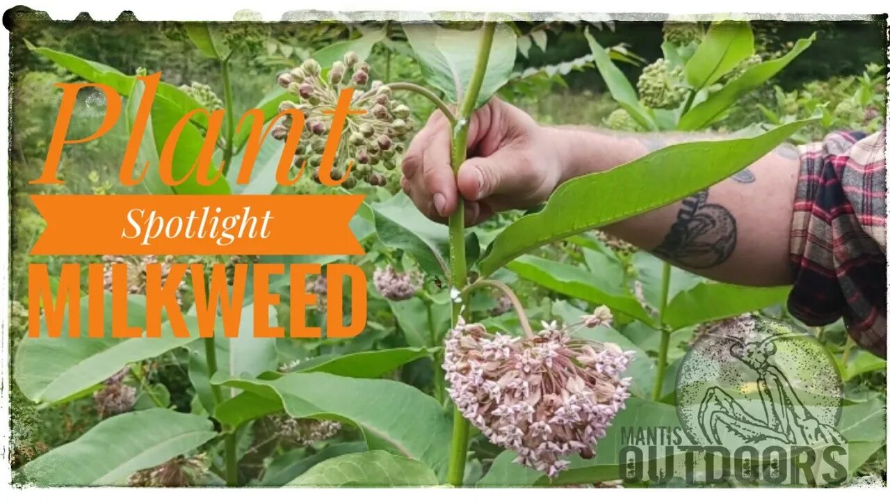 Plant spotlight series: Milkweed