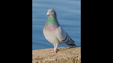 funy pigeon