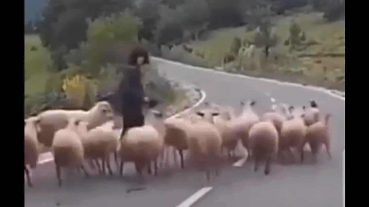 1401. Take a Break! 🐑 The Liberal Sheep Whisperer 😆