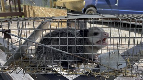 Opossum Captivity