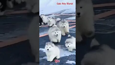 funny pets video #tiktok #funny #shorts #animals cute dog