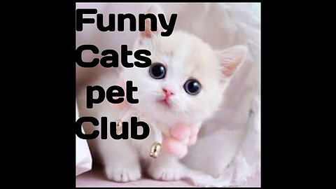 Funny Animal Videos 2023 😂 - Funniest cat . Cat pets 🐈‍⬛🐈‍⬛ viral funny video