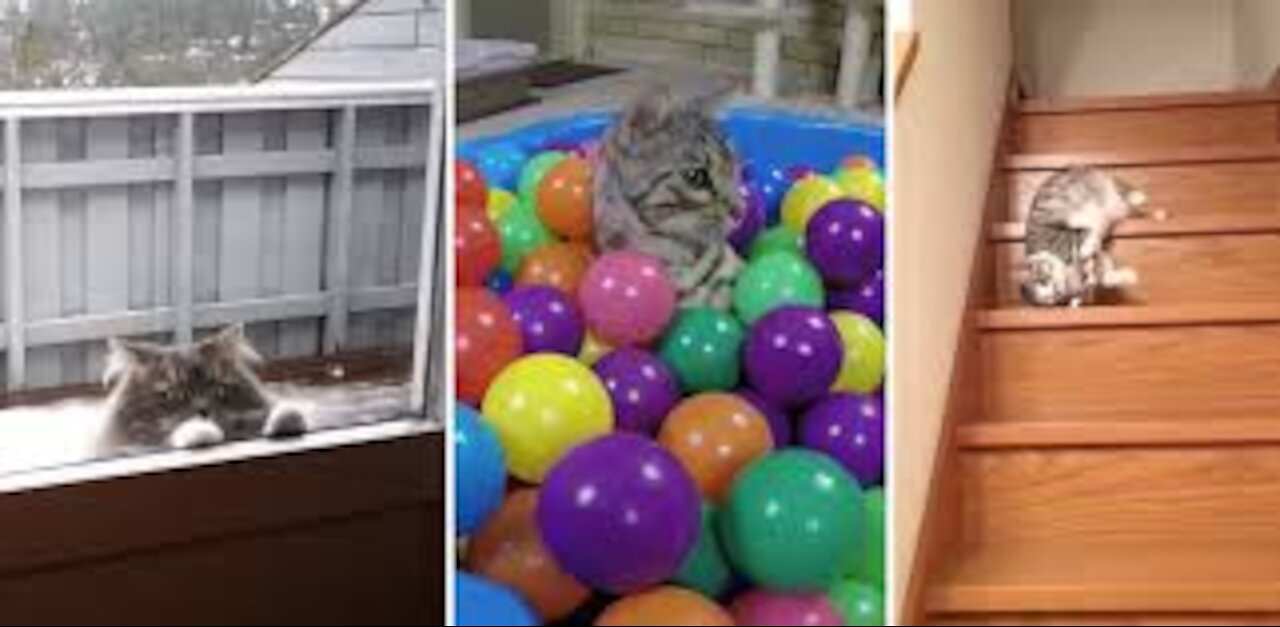 Cats are so funny you will die laughing - Funny cat compilation ✔️