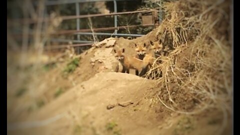 Cute fox pups perk up outside fox den