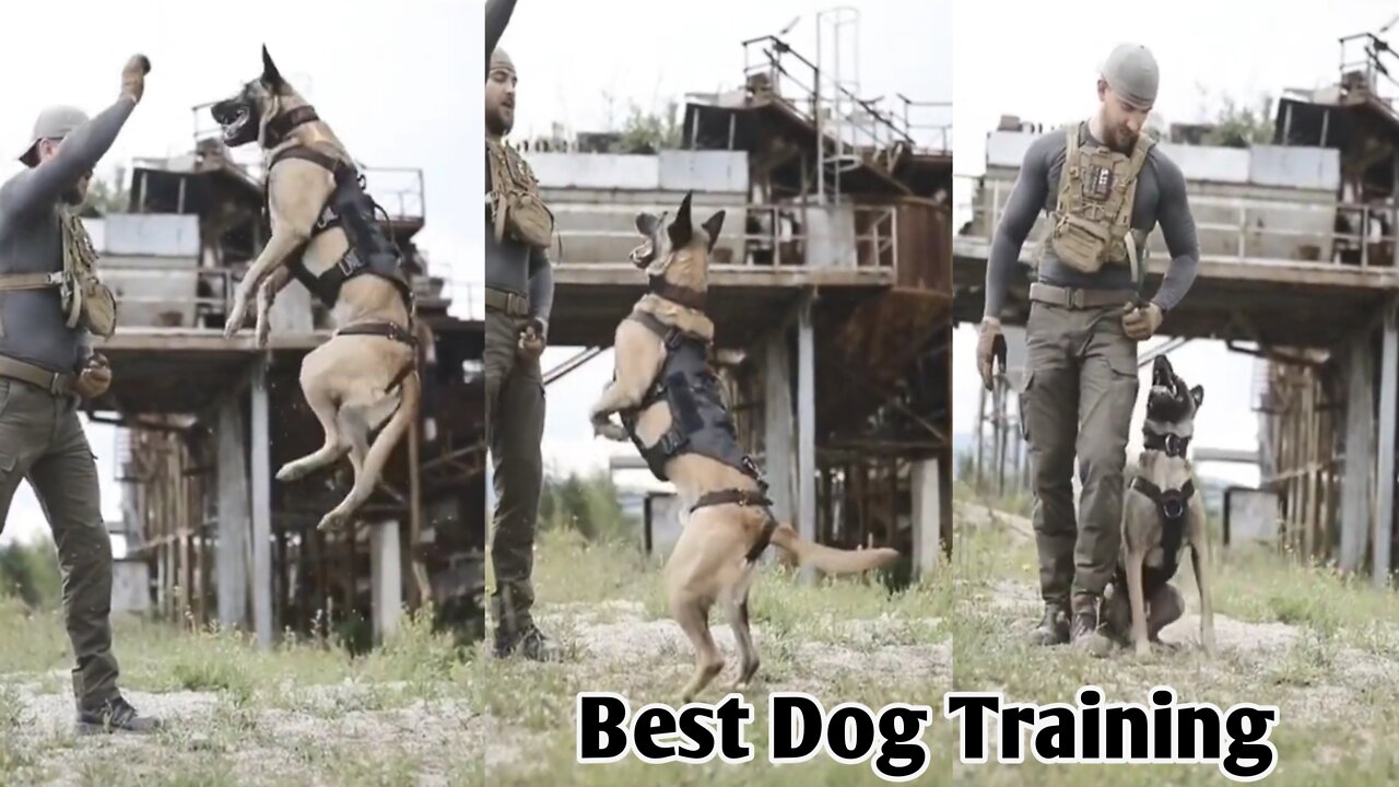 Best Dog Training Video,Dog Training Trick