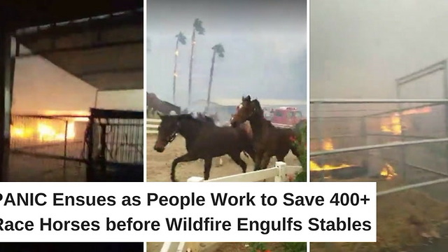 Panic Ensues as People Work to Save 400+ Race Horses before Wildfire Engulfs Stables