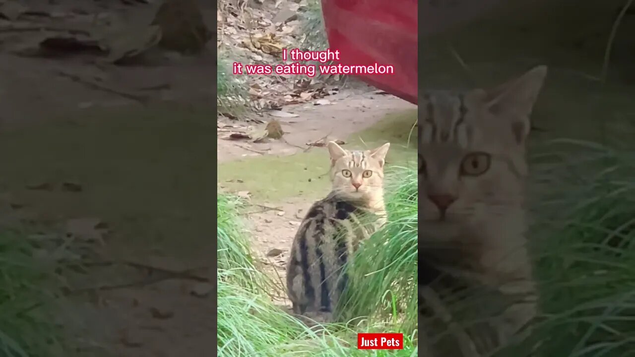 Did you see watermelon as well? #shorts #cute #funnyvideos #cat