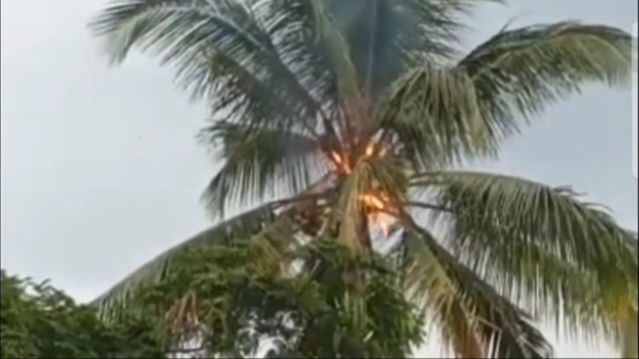 Coconut Tree Burned by Lightning