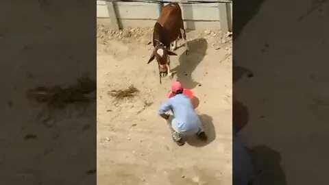 qurbani Ke janwar SE Bach k rehna buhat Marty Hain Bhai part 4 dangerous cow #shorts