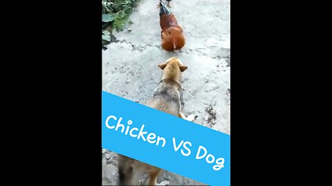 Funny Fight !!!!