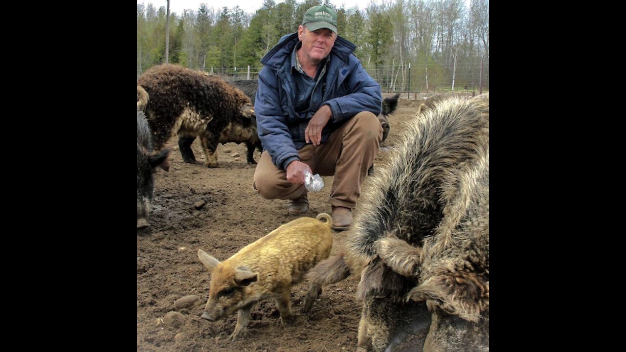 Sustainable Pig Production on the Homestead