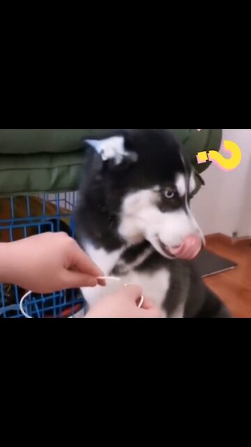 Naughty husky bites off my charging cable and felt innocent