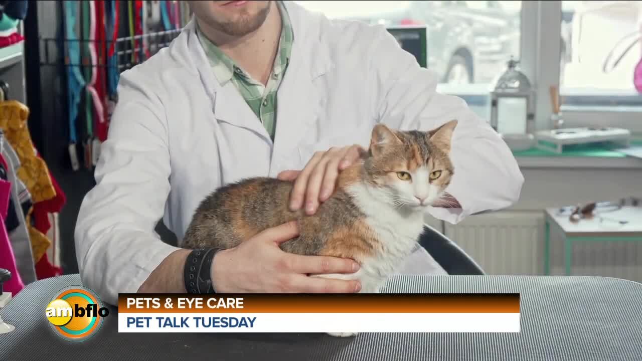 Pet Talk Tuesday - Pets and Eye Care