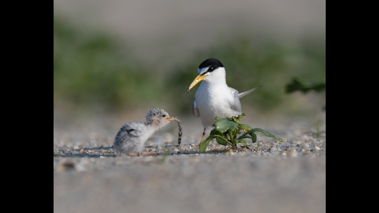 Tiny Mouth ,Tiny Belly but i can Swallow big Fish- Least tern chick