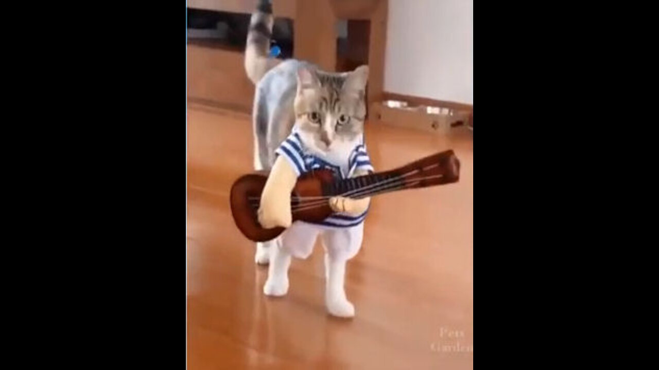 COOLEST CATS ON YOUTUBE COMPILATION